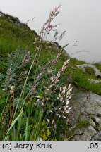 Trisetum fuscum (konietlica karpacka)