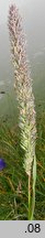 Phleum hirsutum (tymotka Michela)