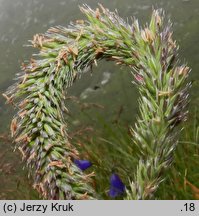 Phleum hirsutum (tymotka Michela)