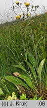 Crepis mollis ssp. mollis (pępawa miękka typowa)