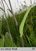 Crepis mollis ssp. mollis (pępawa miękka typowa)