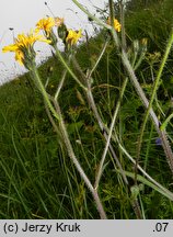 Crepis mollis ssp. mollis (pępawa miękka typowa)