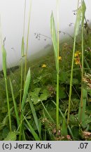 Phleum hirsutum (tymotka Michela)