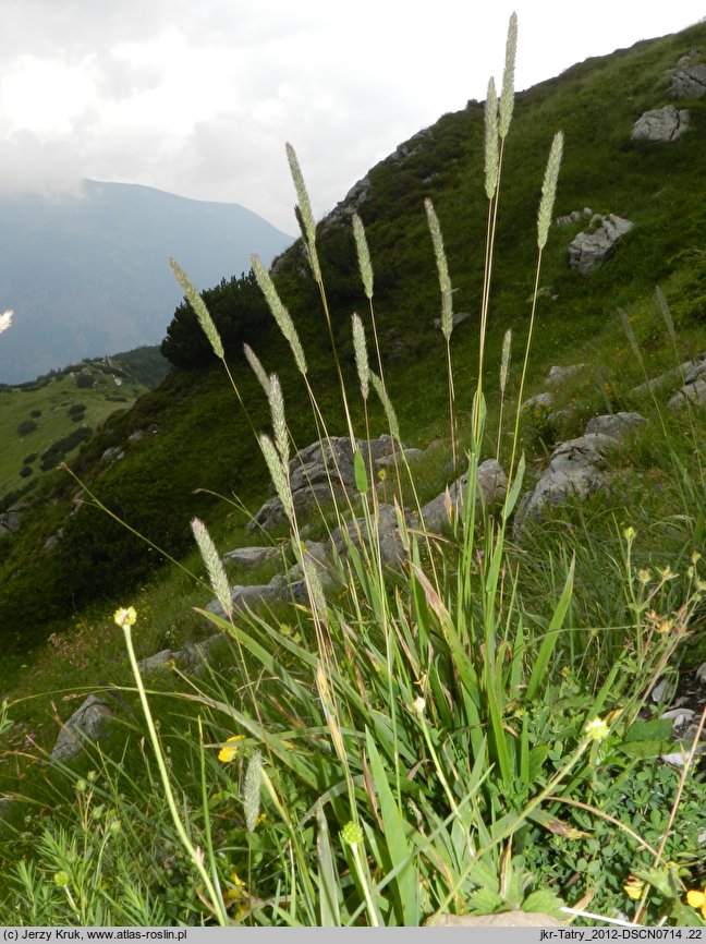 Phleum hirsutum (tymotka Michela)