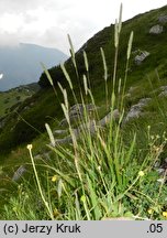 Phleum hirsutum (tymotka Michela)