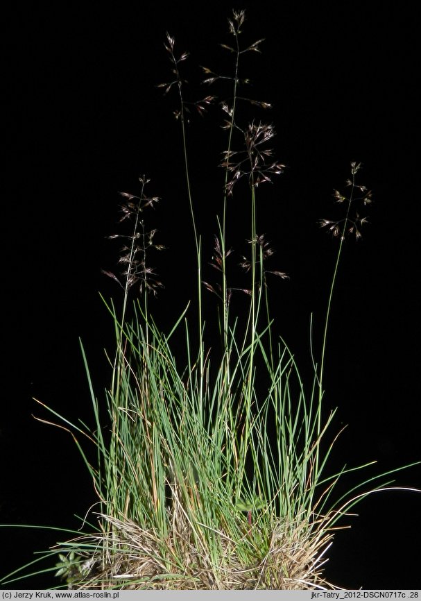 Agrostis alpina (mietlica alpejska)