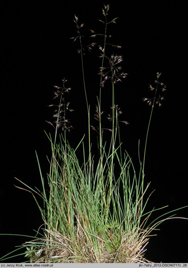 Agrostis alpina (mietlica alpejska)