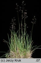 Agrostis alpina (mietlica alpejska)