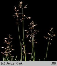 Agrostis alpina (mietlica alpejska)