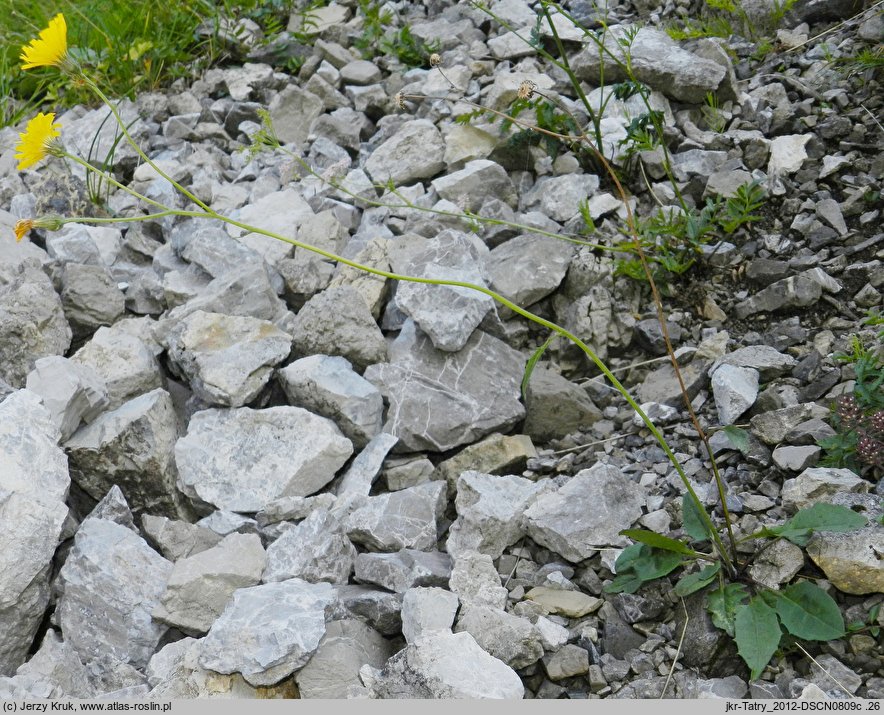 Hieracium bifidum (jastrzębiec siny)