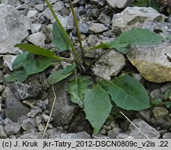 Hieracium bifidum (jastrzębiec siny)