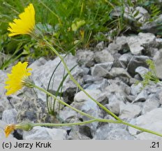 Hieracium bifidum (jastrzębiec siny)