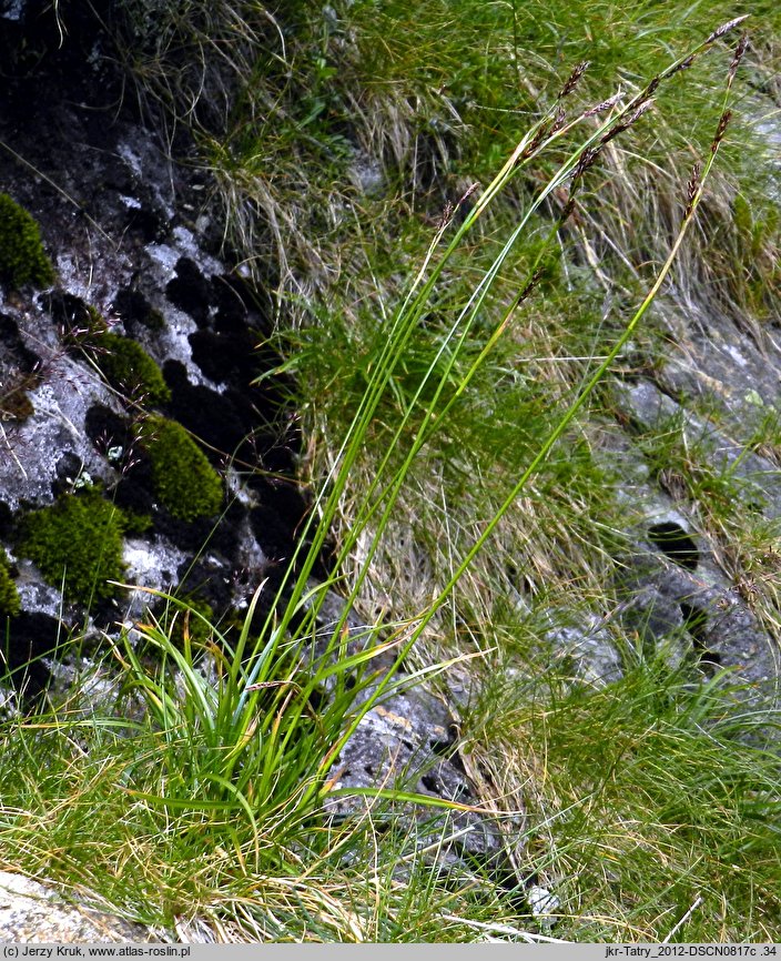 Carex sempervirens ssp. sempervirens (turzyca zawsze zielona typowa)