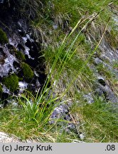 Carex sempervirens ssp. sempervirens (turzyca zawsze zielona typowa)