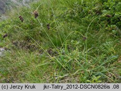 Carex atrata (turzyca czarniawa)