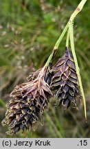 Carex atrata (turzyca czarniawa)