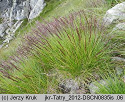 Agrostis rupestris (mietlica skalna)