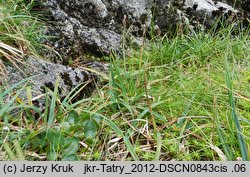 Carex bigelowii ssp. rigida (turzyca tęga mocna)