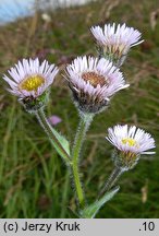 Erigeron alpinus ssp. intermedius (przymiotno alpejskie pośrednie)