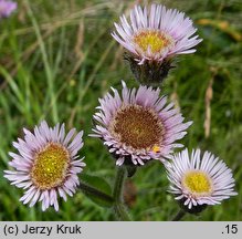 Erigeron alpinus ssp. intermedius (przymiotno alpejskie pośrednie)