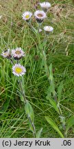 Erigeron alpinus ssp. intermedius (przymiotno alpejskie pośrednie)