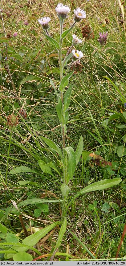 Erigeron alpinus ssp. intermedius (przymiotno alpejskie pośrednie)