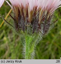 Erigeron alpinus ssp. intermedius (przymiotno alpejskie pośrednie)