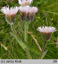 Erigeron alpinus ssp. intermedius (przymiotno alpejskie pośrednie)