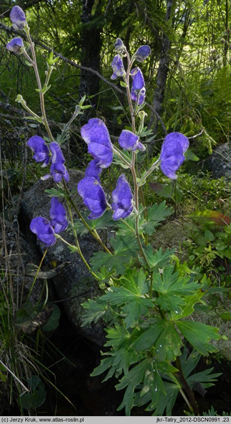 Aconitum maninense (tojad kosmaty)