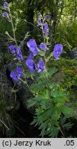 Aconitum maninense (tojad kosmaty)