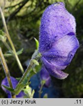 Aconitum maninense (tojad kosmaty)