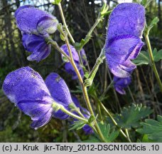 Aconitum maninense (tojad kosmaty)