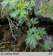 Aconitum maninense (tojad kosmaty)