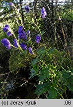 Aconitum maninense (tojad kosmaty)