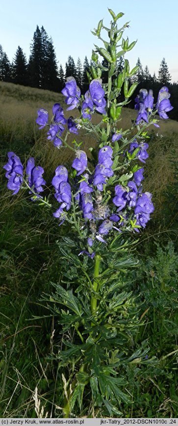 Aconitum ×mariae ssp. paxii (tojad Paxa)