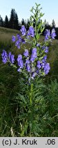Aconitum ×mariae nssp. paxii (tojad Paxa)