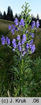 Aconitum ×mariae ssp. paxii (tojad Paxa)