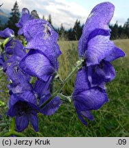 Aconitum ×mariae nssp. paxii (tojad Paxa)