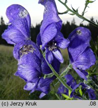 Aconitum ×mariae nssp. paxii (tojad Paxa)