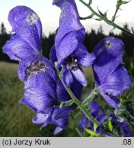 Aconitum ×mariae ssp. paxii (tojad Paxa)