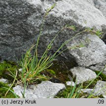 Poa nobilis (wiechlina tatrzańska)