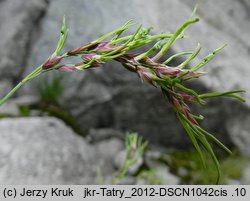 Poa nobilis (wiechlina tatrzańska)