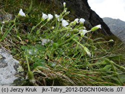 Cerastium eriophorum (rogownica watowata)