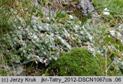 Cerastium eriophorum (rogownica watowata)