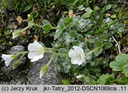 Cerastium eriophorum (rogownica watowata)