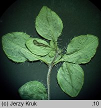 Thymus pulcherrimus (macierzanka nadobna)