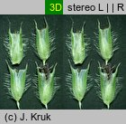 Phleum pratense s.str. (tymotka łąkowa s.str.)