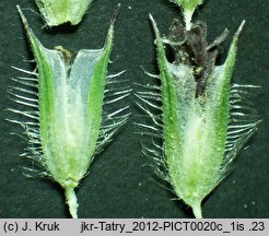 Phleum pratense s.str. (tymotka łąkowa s.str.)