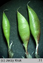 Astragalus australis (traganek jasny)