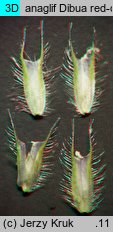 Phleum rhaeticum (tymotka halna)